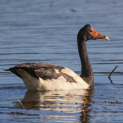Magpie Goose photo 2