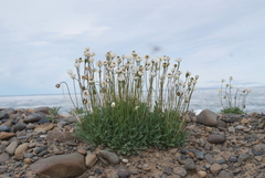 Papaver gorodkovii