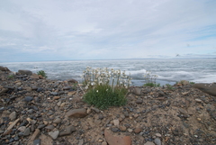 Papaver gorodkovii