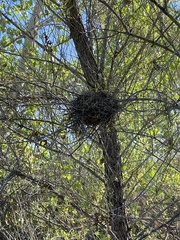 Auriparus flaviceps