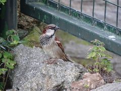 Passer domesticus