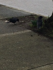 Corvus brachyrhynchos caurinus