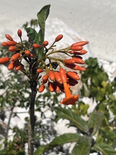 San Bartolome (Cordia rickseckeri)