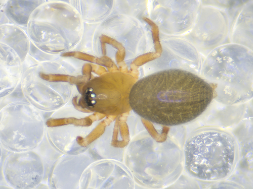 Tapinocyba praecox