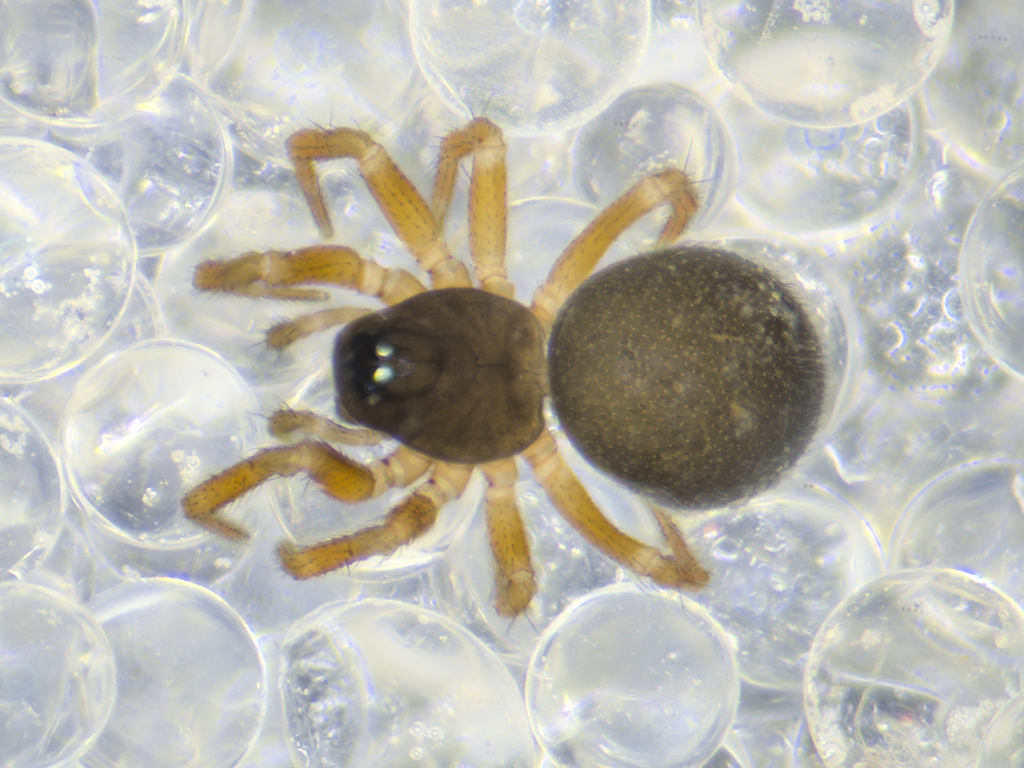 Minyriolus pusillus