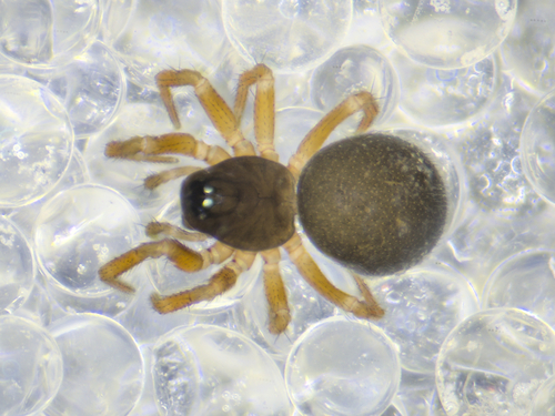 Minyriolus pusillus