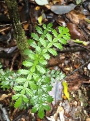 Weinmannia trichosperma