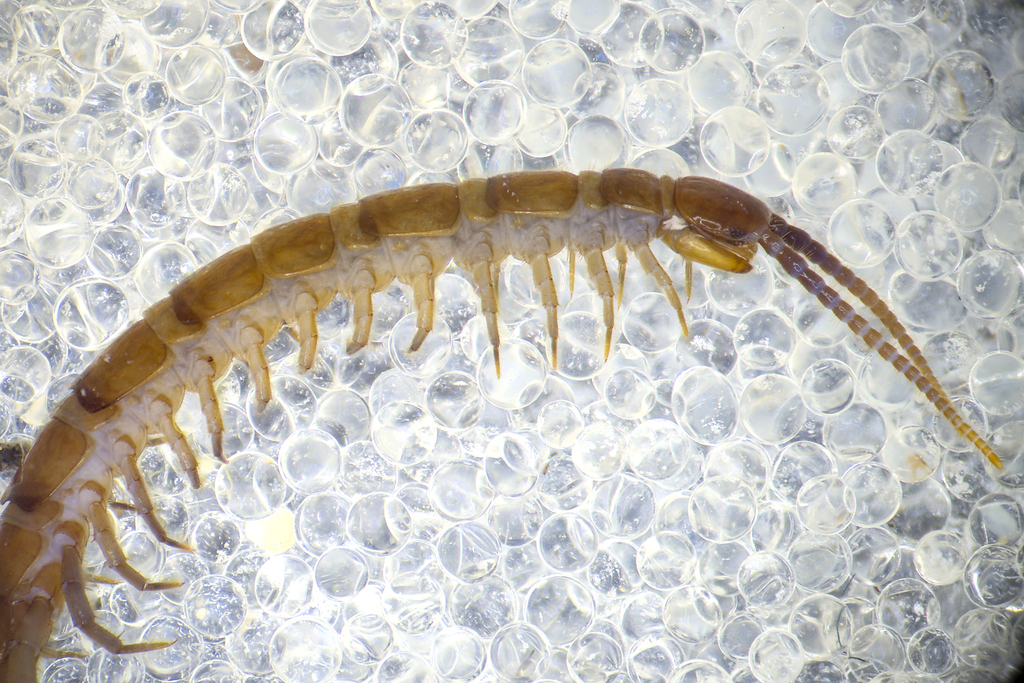 Thick-Legged Lithobius