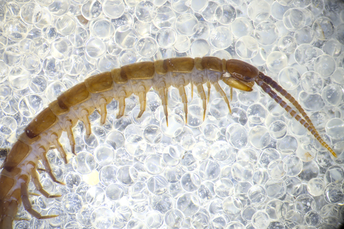 Thick-Legged Lithobius