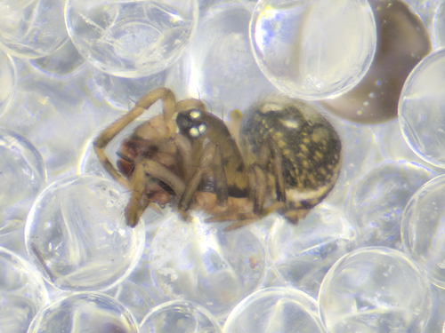 Microdipoena jobi