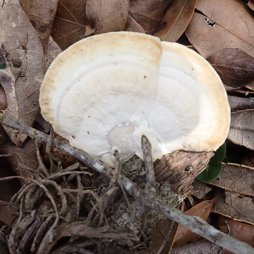 Trametes lactinea · March 2026 · photo: © larry216 (iNaturalist, cc-by)