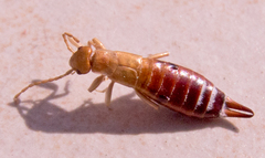 Apterygida albipennis