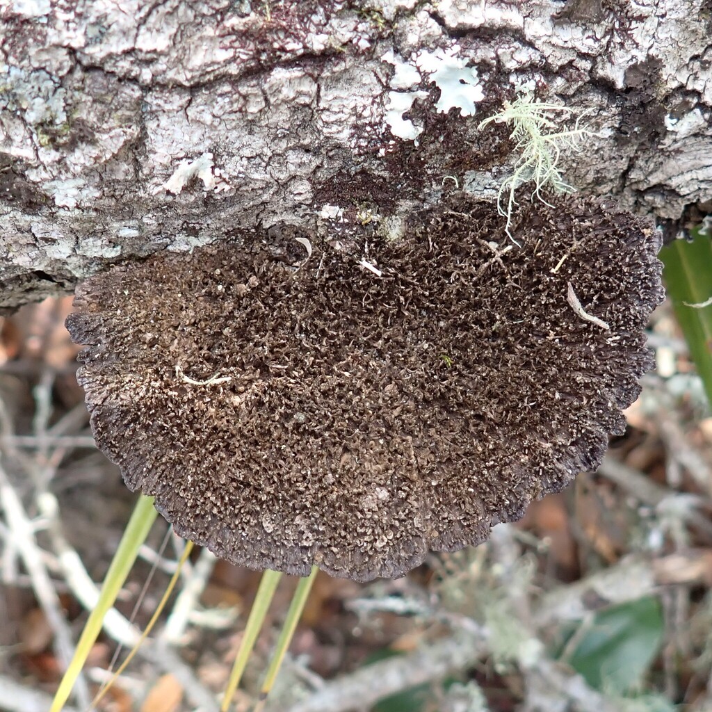 Hexagonia hydnoides · March 2026 · photo: © larry216 (iNaturalist, cc-by)