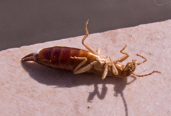 Apterygida albipennis