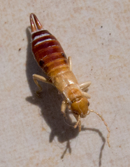 Apterygida albipennis