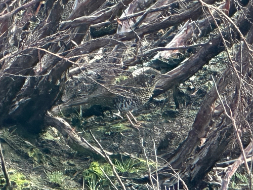 Bassian Thrush (Zoothera lunulata), photo 5