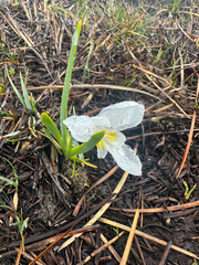Diplarrena latifolia