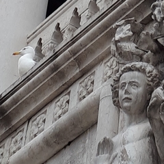 Larus michahellis michahellis