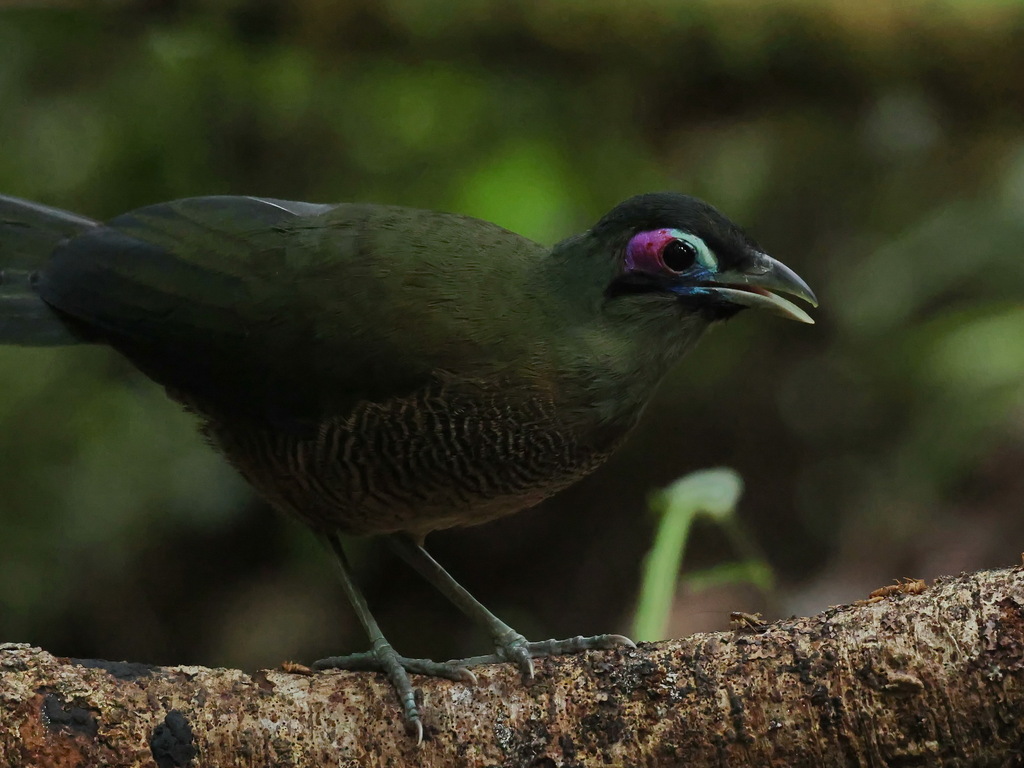 Sumatran Ground Cuckoo (Carpococcyx viridis)