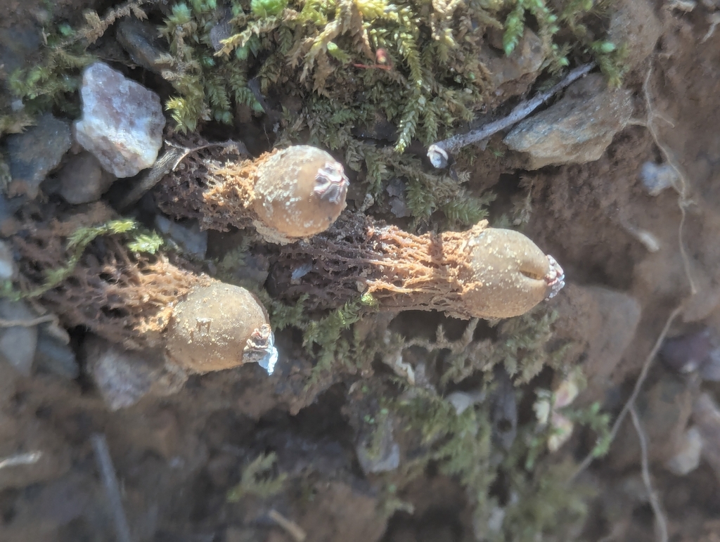 Calostoma ravenelii · March 2026 · photo: © alisonnorthup (iNaturalist, cc0)