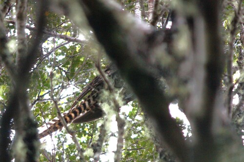 Long-tailed Koel (Urodynamis taitensis), photo 4