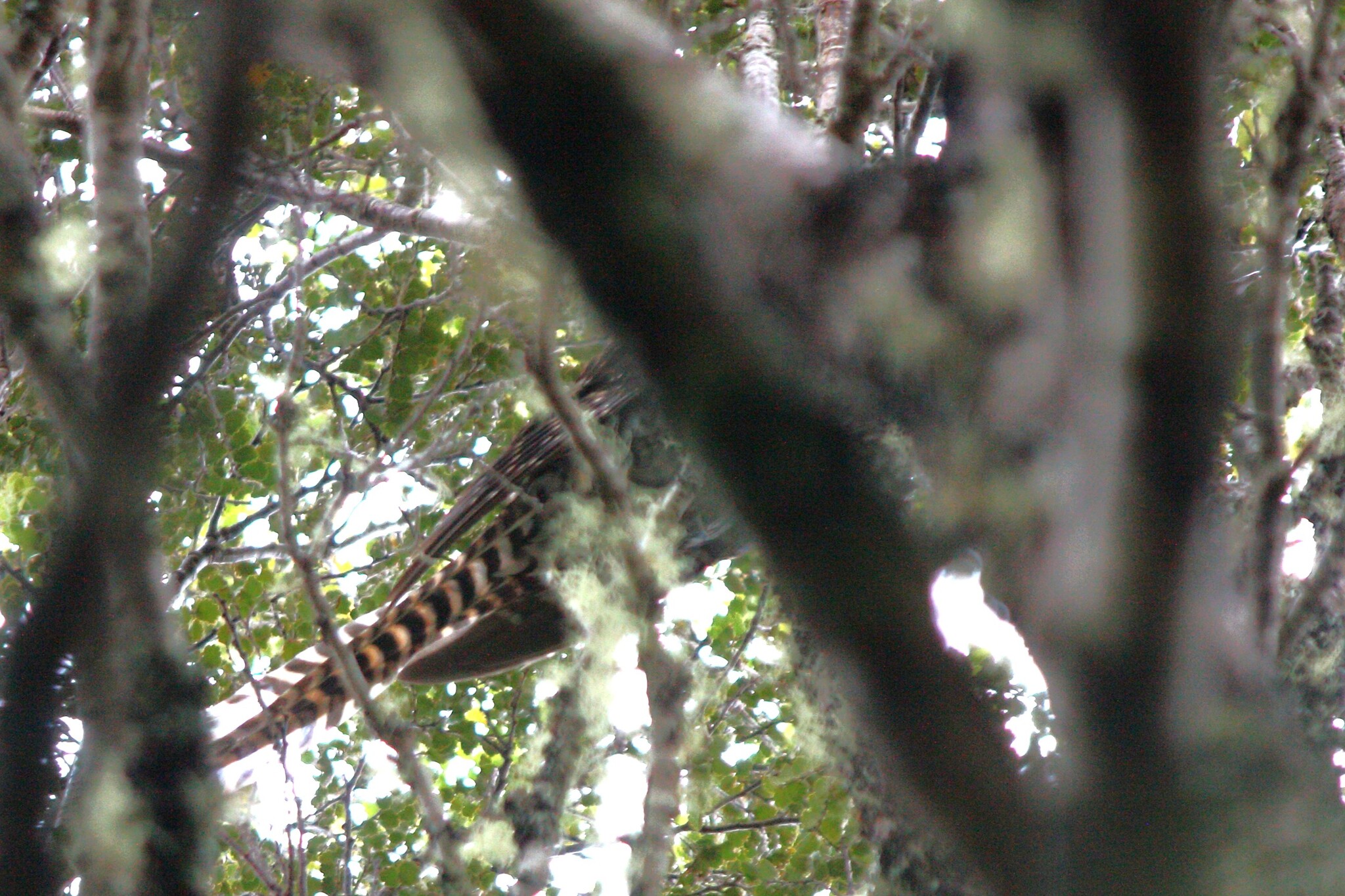 Long-tailed Koel (Urodynamis taitensis), photo 4