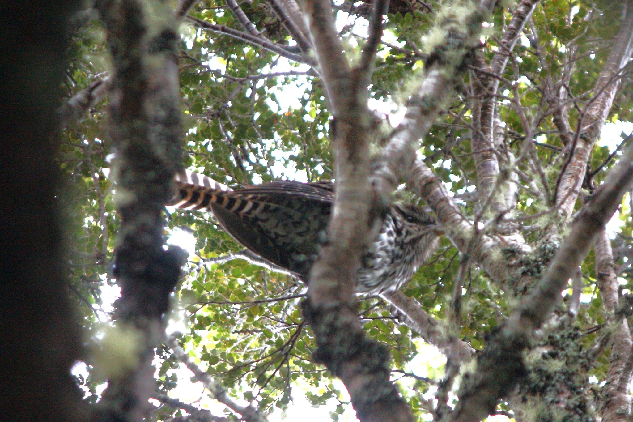 Long-tailed Koel (Urodynamis taitensis), photo 3