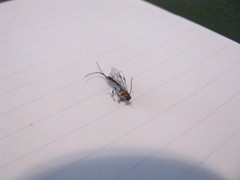 Calliephialtes grapholithae