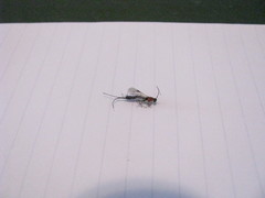 Calliephialtes grapholithae