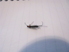 Calliephialtes grapholithae