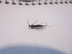 Calliephialtes grapholithae