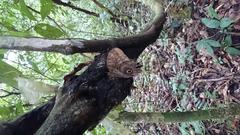 Caligo telamonius memnon