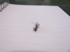 Calliephialtes grapholithae