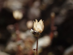 Spergula pentandra