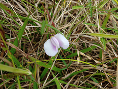 Centrosema angustifolium