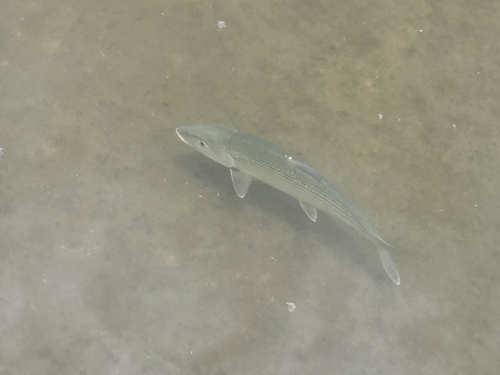 Bonefish (Albula vulpes) — Albulidae — 4