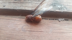 Atta laevigata