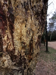 Matsucoccus