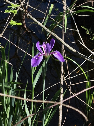 Iris giganticaerulea, photograph 4