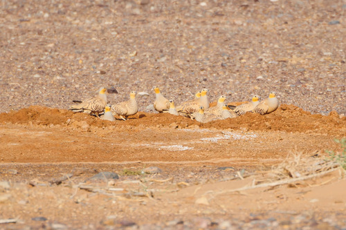 Spotted Sandgrouse (Pterocles senegallus), photo 3