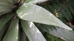 Celmisia semicordata