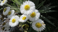 Celmisia semicordata