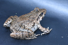 Limnonectes microdiscus