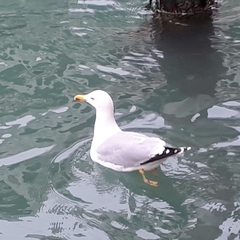 Larus michahellis michahellis