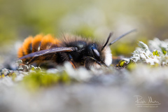 Osmia cornuta
