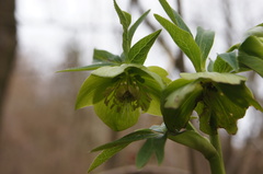Helleborus viridis viridis
