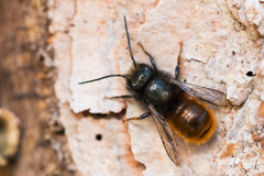 Osmia cornuta
