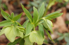 Helleborus viridis viridis
