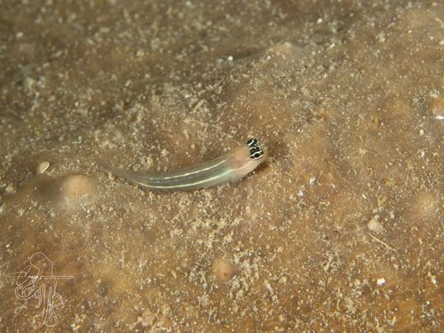 Ecsenius taeniatus observed 2026-02-28