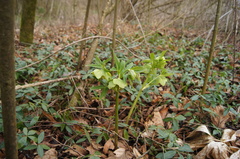 Helleborus viridis viridis